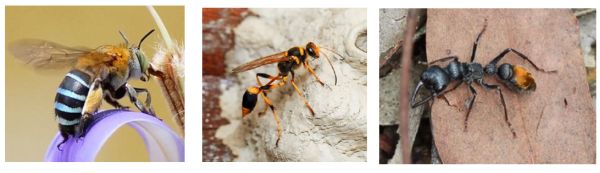 SWIFFT Seminar Notes - Native Bees, Wasps And Ants